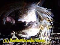 /home//u458753944/public_html/sourcegallery//Roxborough Toad Detour/2022/2022-03-19/P3190923.JPG